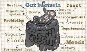 Gut Bacteria