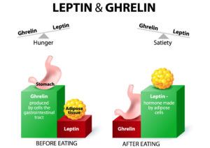 Leptin & Ghrelin Affect Hunger & Satiety