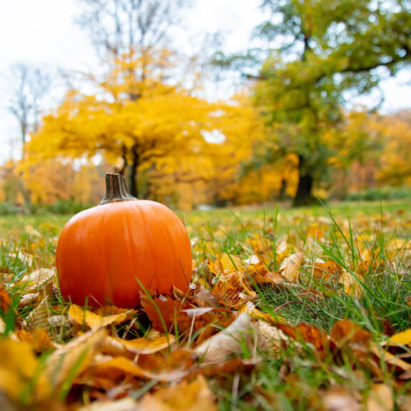 Pumpkin on a grass with leaves in a park